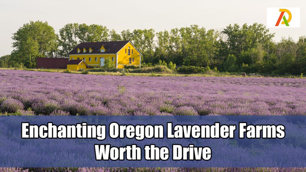 Enchanting-Oregon-Lavender-Farms-Worth-the-Drive