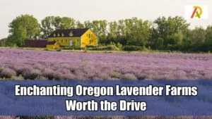 Enchanting-Oregon-Lavender-Farms-Worth-the-Drive