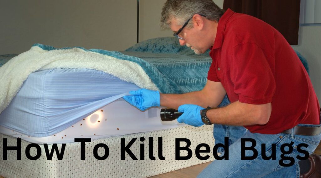 How-To-Kill-Bed-Bugs